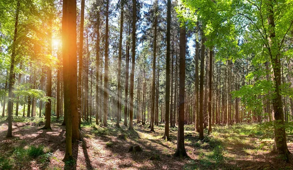 Csendes Erdő Tavasszal Gyönyörű Napsugarakkal Vándor Vágy — Stock Fotó