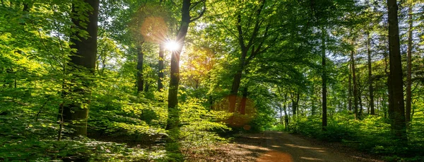 Foresta Silenziosa Primavera Con Bei Raggi Sole Vagabondaggio — Foto Stock