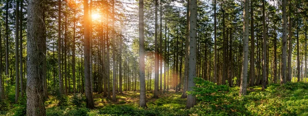 Stiller Wald Frühling Mit Schönen Hellen Sonnenstrahlen Fernweh — Stockfoto