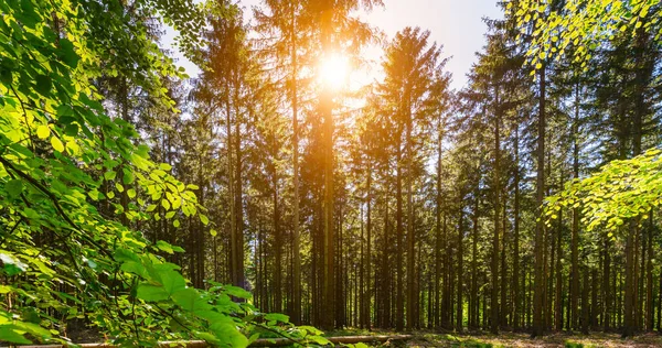 Тихий Ліс Навесні Гарними Яскравими Сонячними Променями Пристрасть Блуду — стокове фото