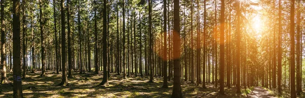 Cichy Las Wiosną Pięknymi Promieniami Słońca Wędrowny Żądza — Zdjęcie stockowe