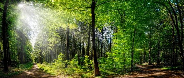 Bosque Silencioso Primavera Con Hermosos Rayos Sol Brillantes Wanderlust — Foto de Stock