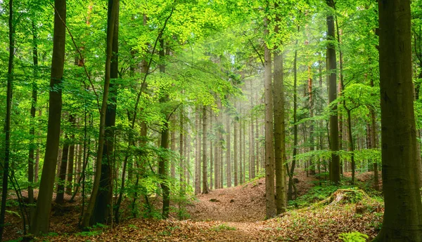 Hiljainen Metsä Keväällä Kauniita Kirkkaita Auringonsäteitä Vaeltava Himo — kuvapankkivalokuva