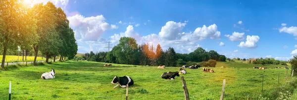 牛の木と青空と緑のフィールド 晴れた春の日に丘の上の草 花へのパノラマビュー — ストック写真