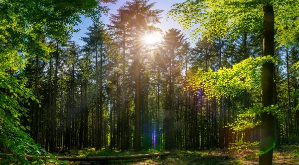 Stille Bos Het Voorjaar Met Prachtige Heldere Zonnestralen Wanderlust — Stockfoto