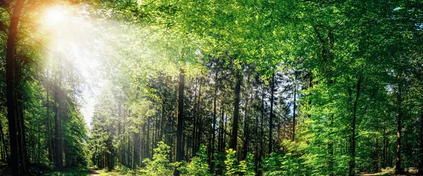 Floresta Silenciosa Primavera Com Belos Raios Sol Brilhantes Desejo Errante — Fotografia de Stock
