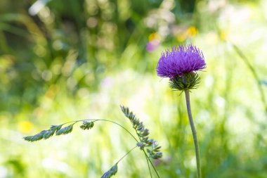 Otu acanthoides mor çiçek