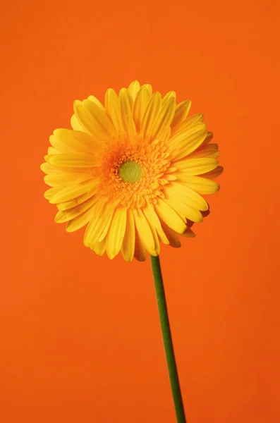 Flor de margarida gerbera amarela — Fotografia de Stock