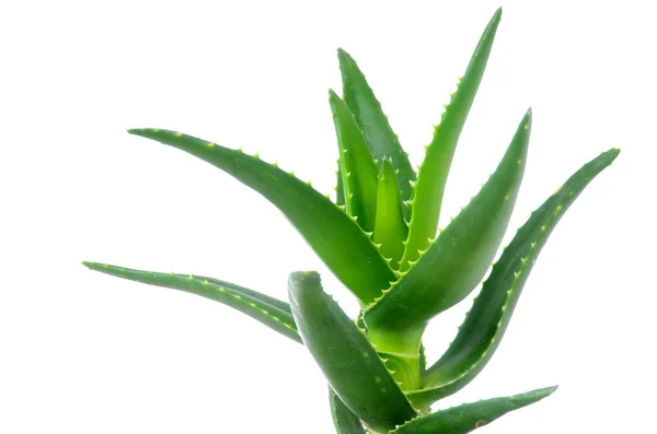 Aloe vera daun — Stok Foto