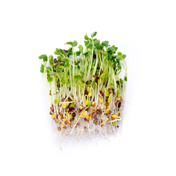 Alfalfa-Sprossen — Stockfoto