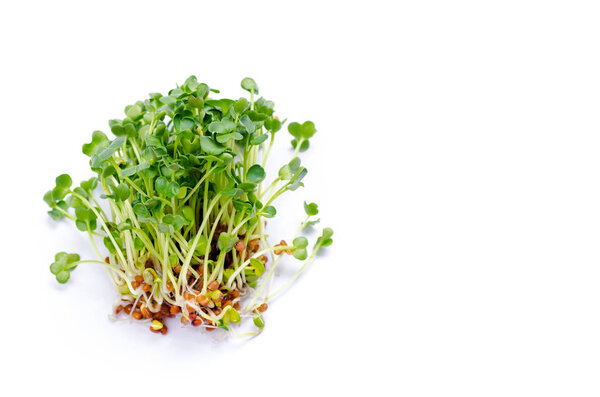 Ростки люцерны
