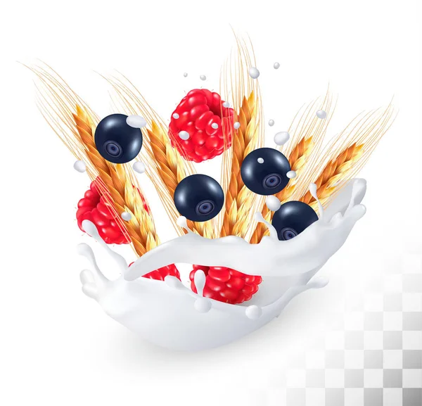Framboises et bleuets et épis de blé dans une éclaboussure de lait sur une tr — Image vectorielle