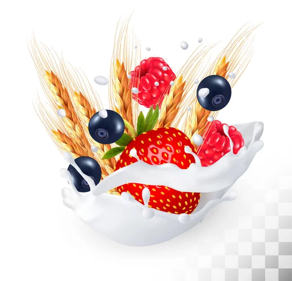 草莓和蓝莓和覆盆子和小麦牛奶 splas — 图库矢量图片