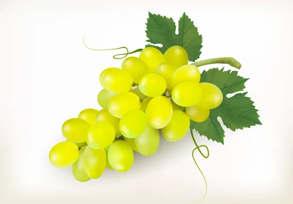 Fruta de uvas verdes isolada sobre fundo branco. Vetor — Vetor de Stock