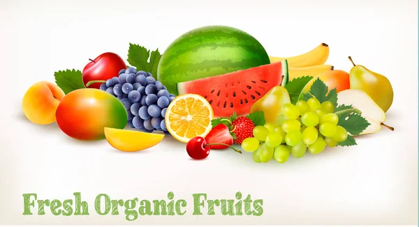 Big collection of different fresh fruit. Vector. — Stock Vector