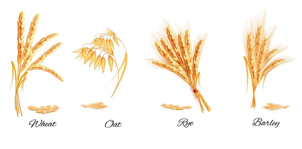 小麦、オート麦、ライ麦、大麦の耳。ベクトル図. — ストックベクタ