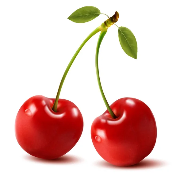 Two sweet cherry isolated on white. Vector illustration — Stock Vector