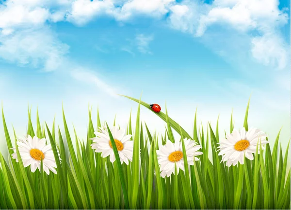 Nature background with green grass and daisy. Vector. — Stock Vector