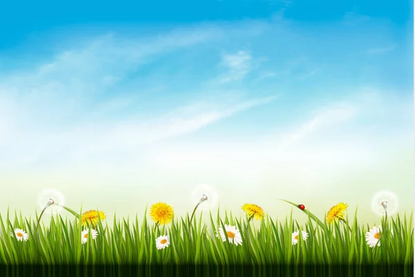 Nature background with dandelions. and daisies. Vector. — Stock Vector