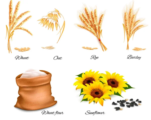 Orejas de trigo, avena, centeno, girasol y cebada. Vector illustrati — Vector de stock