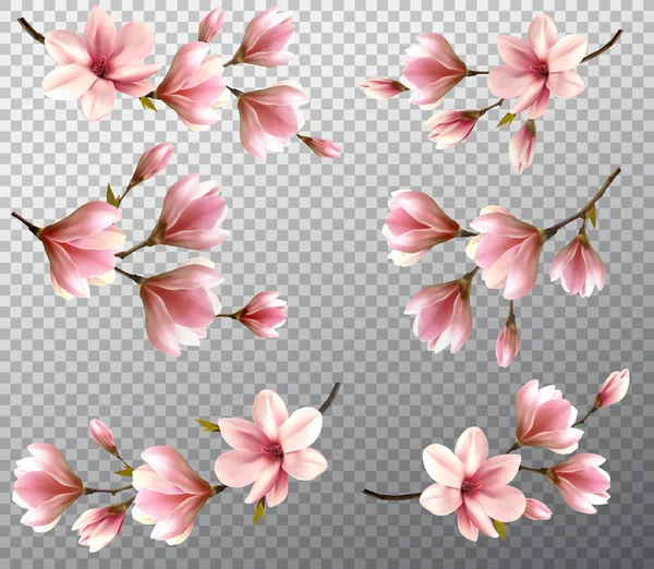 Big collection with beautiful magnolia branches on transparent b — 스톡 벡터