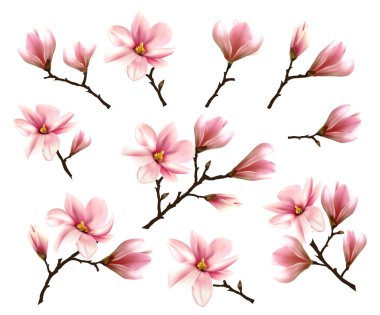 Big Collection with Branches of Pink Magnolia. Vector illustrati