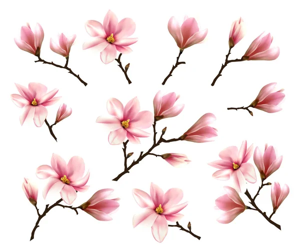 Big Collection with Branches of Pink Magnolia. Vector illustrati — Stock vektor