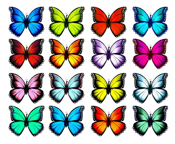 Big Collection Colorful Butterflies Vector — Stock Vector