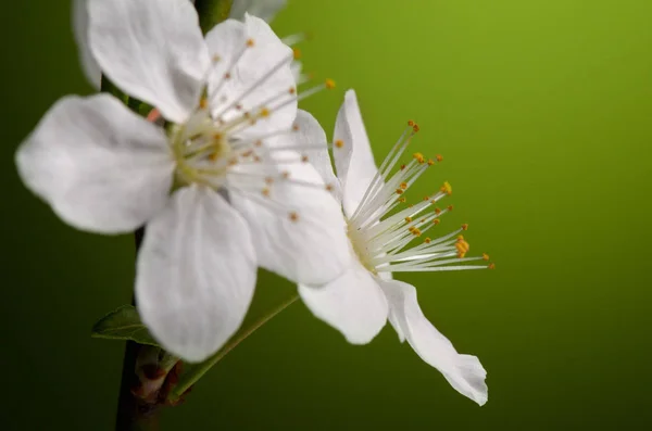 Spring flowering branches of Cherry blossom isolated on green ba — Stock Photo, Image