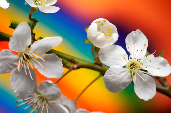 在罗格瓦夫上分离的樱花的春天开花的枝条 — 图库照片