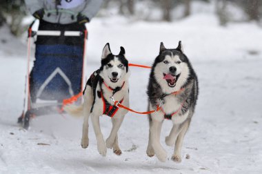 Ciumani, Romanya - 16 Ocak: 