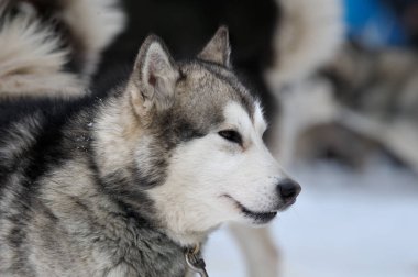 Alaskan Malamute portre donmuş bir gün
