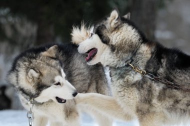 Alaskan malamute karda oynarken