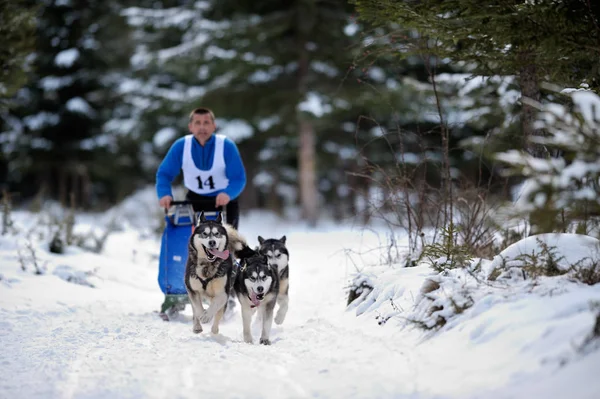 Hundeschlitten mit Husky bei "internationalem Hundeschlittenwettbewerb" — Stockfoto