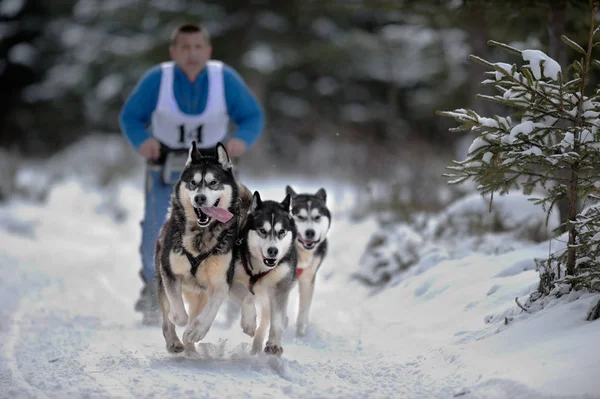 Hondensleetochten met husky mededingingsregels"internationale dog sled" — Stockfoto