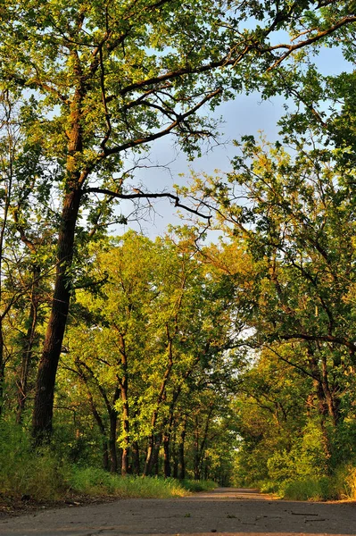 Дорога в лісі в осінній сонячний день — стокове фото