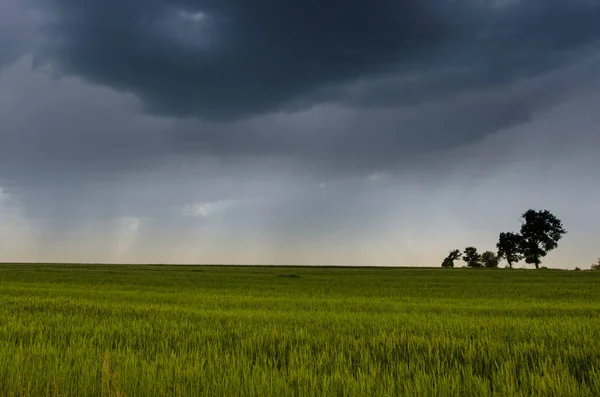 Green wheat field and storm clouds — Stock Photo, Image