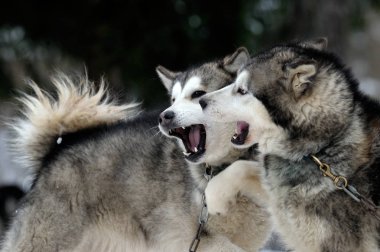 Alaskan malamute karda oynarken