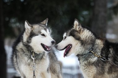 Alaskan malamute karda oynarken