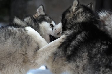 Alaskan malamute karda oynarken