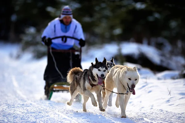 CIUMANI, ROMANIA - January 16: Dog sledding with husky on "Inter — Stock Photo, Image