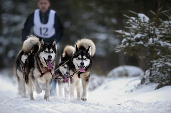CIUMANI, ROMANIA - January 16: Dog sledding with husky on "Inter — Stock Photo, Image
