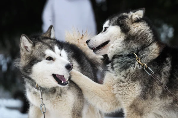 Alaskan malamute playing in the snow