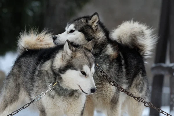 Alaskan malamute spelen in de sneeuw — Stockfoto