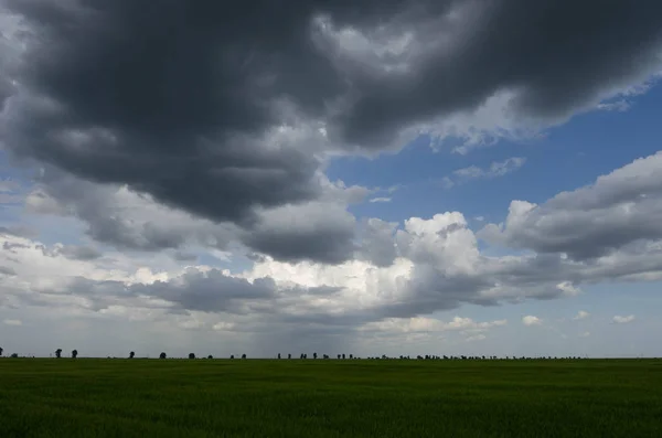 Ladang gandum hijau dan awan badai — Stok Foto