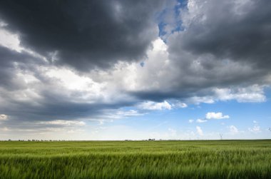 Yeşil buğday alan ve fırtına bulutları