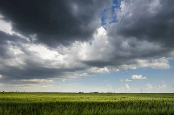 Campo de trigo verde y nubes de tormenta — Foto de Stock