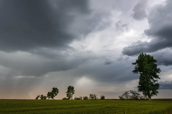 Green wheat field and storm clouds — Stock Photo, Image