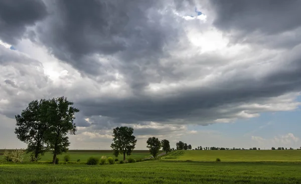 Ladang gandum hijau dan awan badai — Stok Foto