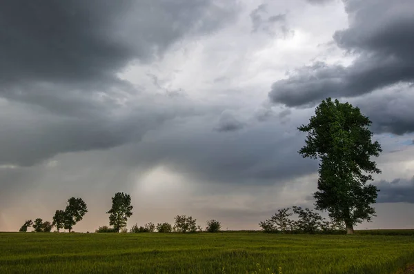 Zelená pšeničná pole a bouřkové mraky — Stock fotografie